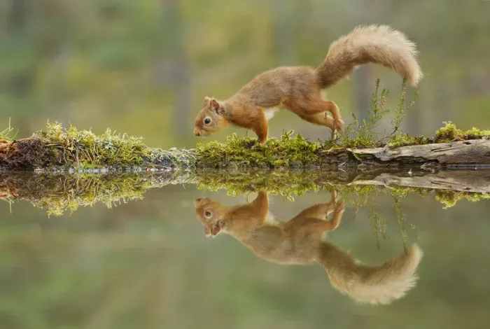 Framed Print : Red squirrel (Sciurus vulgaris) walking along the edge of a woodland pool, Cairngorms NP Framed Print : Red squirrel (Sciurus vulgaris) walking along the edge of a woodland pool, Cairngorms NP