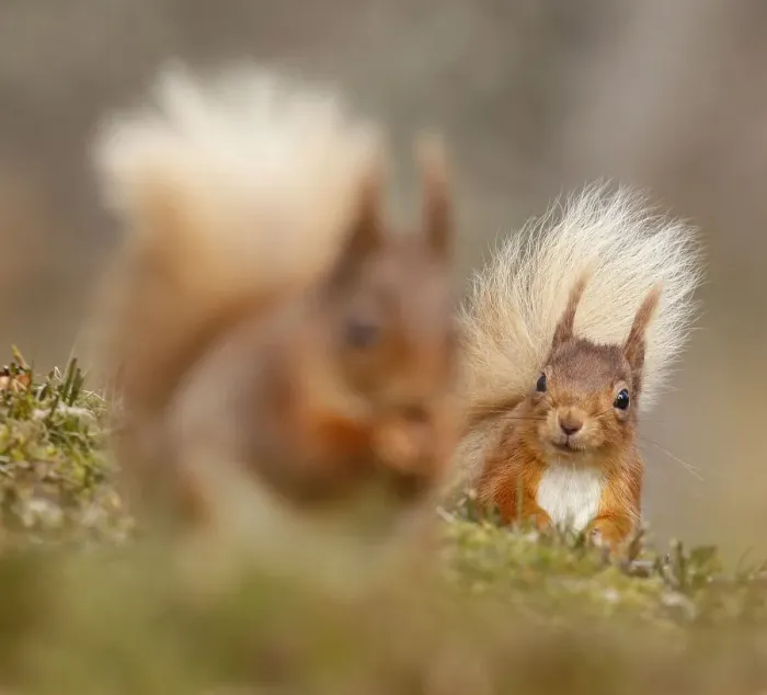 Framed Print : Red squirrel (Sciurus vulgaris) watching another. Cairngorms National Park, Highlands Framed Print : Red squirrel (Sciurus vulgaris) watching another. Cairngorms National Park, Highlands