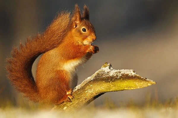 Red squirrel (Sciurus vulgaris) in winter in early morning light. Cairngorms National Park