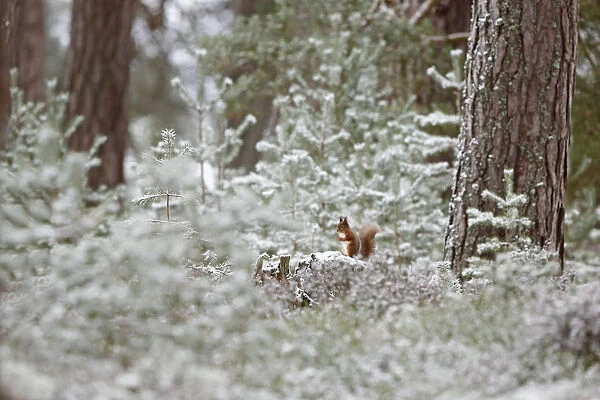 Red squirrel (Sciurus vulgaris) in winter pine forest, Cairngorms National Park, Highlands