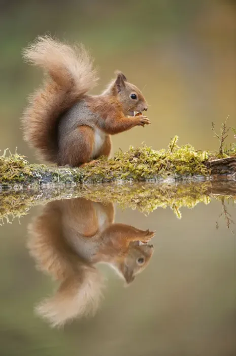 Framed Print : Red squirrel (Sciurus vulgaris) at woodland pool, feeding on nut, Scotland, UK, November