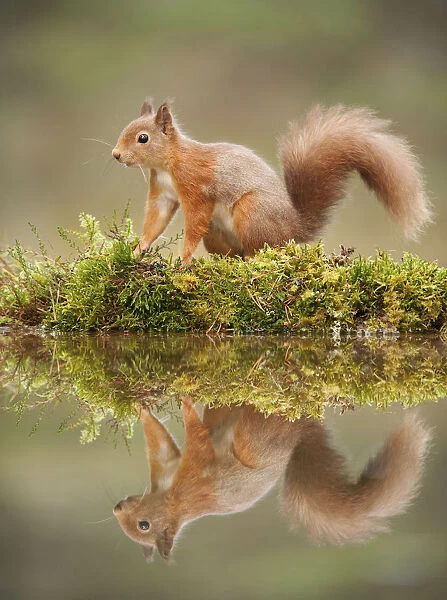 Red squirrel (Sciurus vulgaris) at woodland pool, Scotland, UK, November