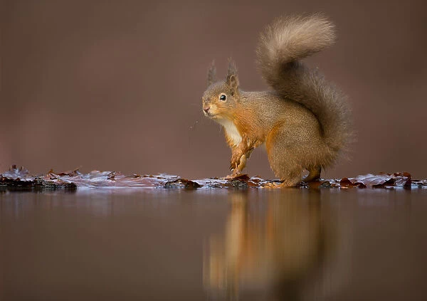 Red squirrel (Sciurus vulgaris) at woodland pool, Dumfries, Scotland, UK, January