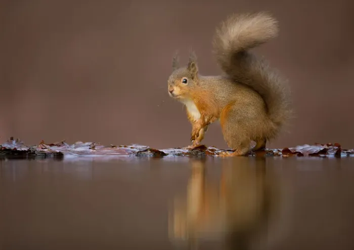 Framed Print : Red squirrel (Sciurus vulgaris) at woodland pool, Dumfries, Scotland, UK, January Framed Print : Red squirrel (Sciurus vulgaris) at woodland pool, Dumfries, Scotland, UK, January