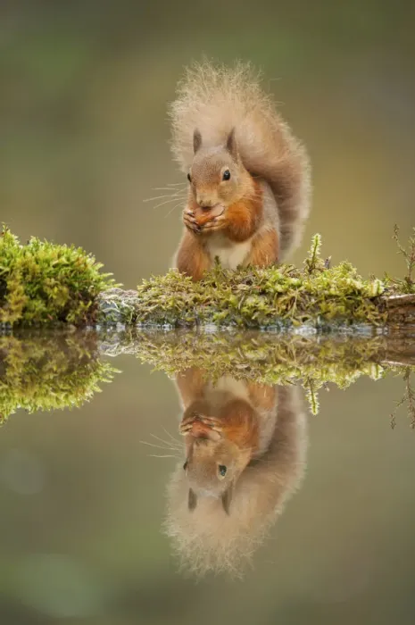 Framed Print : Red squirrel (Sciurus vulgaris) at woodland pool, feeding on nut, Scotland, UK, November Framed Print : Red squirrel (Sciurus vulgaris) at woodland pool, feeding on nut, Scotland, UK, November