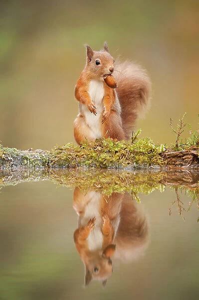 Red squirrel (Sciurus vulgaris) at woodland pool, feeding on nut, Scotland, UK, November. Highly commended, Animal Portraits category, British Wildlife Photography Awards (BWPA) competition 2012