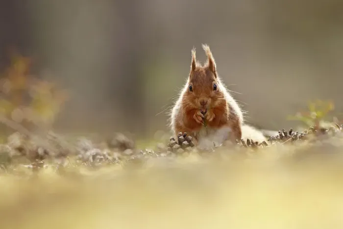 Framed Print : Red Squirrel (Scuirus vulgaris) feeding sitting pine cone covered forest floor, Cairngorms Framed Print : Red Squirrel (Scuirus vulgaris) feeding sitting pine cone covered forest floor, Cairngorms