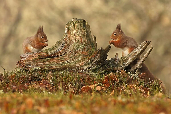 Red squirrels (Sciurus vulgaris) feeding next to each other on old tree stump, Cairngorms