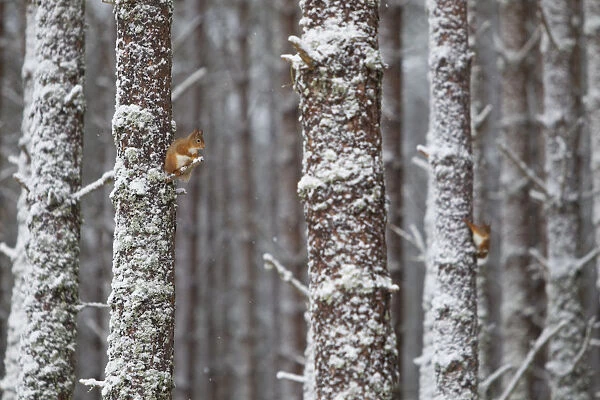 Two Red Squirrels (Sciurus vulgaris) in snowy pine forest. Glenfeshie, Scotland, January