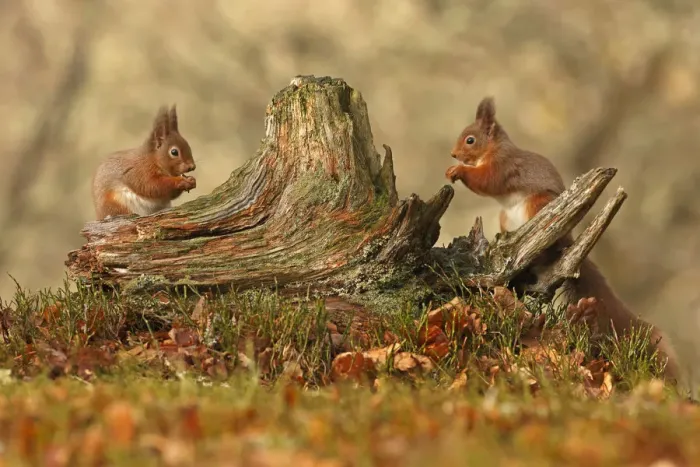 Framed Print : Red squirrels (Sciurus vulgaris) feeding next to each other on old tree stump, Cairngorms Framed Print : Red squirrels (Sciurus vulgaris) feeding next to each other on old tree stump, Cairngorms