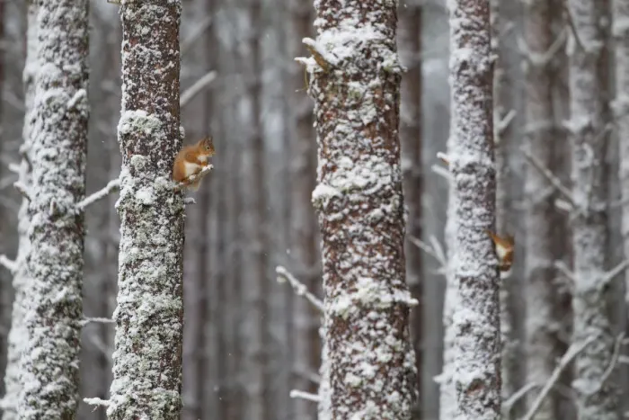 Framed Print : Two Red Squirrels (Sciurus vulgaris) in snowy pine forest. Glenfeshie, Scotland, January Framed Print : Two Red Squirrels (Sciurus vulgaris) in snowy pine forest. Glenfeshie, Scotland, January