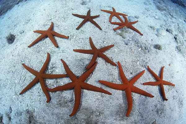 Red starfish (Echinaster sepositus) group on sea floor, Tenerife, Canary Islands