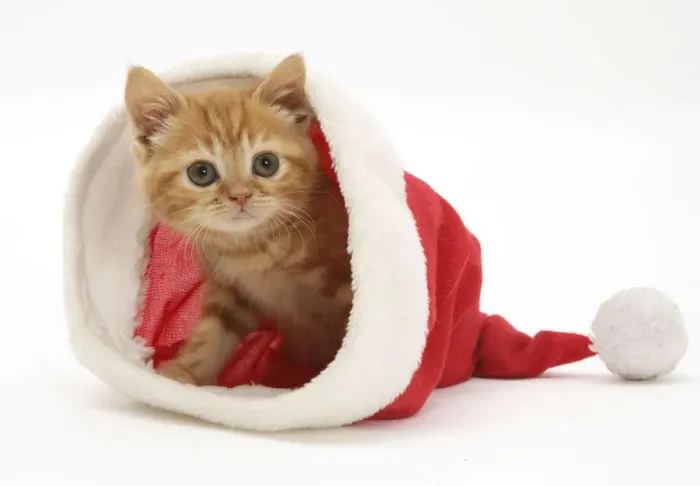 Framed Print : Red tabby kitten in a Father Christmas hat Framed Print : Red tabby kitten in a Father Christmas hat