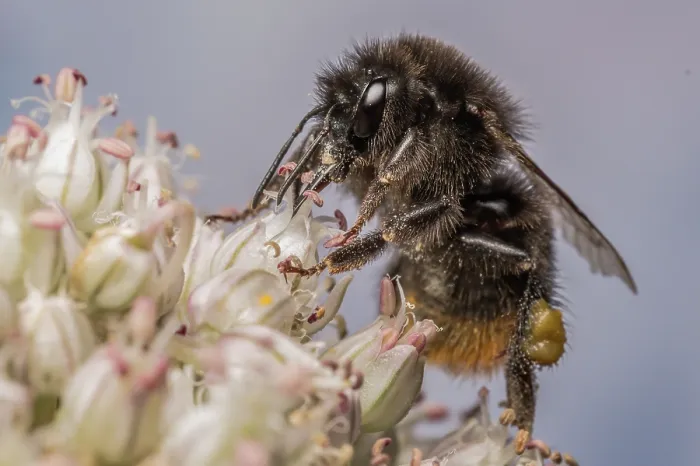 Framed Print : Red-tailed bumblebee (Bombus lapidarius) nectaring on flower (Allium sp.), Monmouthshire, Wales UK. July. Cropped Framed Print : Red-tailed bumblebee (Bombus lapidarius) nectaring on flower (Allium sp.), Monmouthshire, Wales UK. July. Cropped
