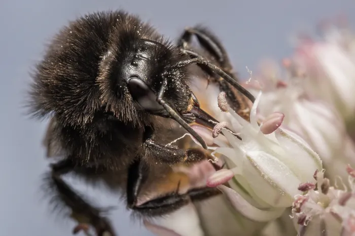 Framed Print : Red-tailed bumblebee (Bombus lapidarius) nectaring on flower (Allium sp.), Monmouthshire, Wales UK. July. Cropped Framed Print : Red-tailed bumblebee (Bombus lapidarius) nectaring on flower (Allium sp.), Monmouthshire, Wales UK. July. Cropped