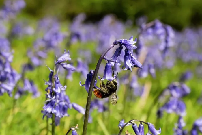 Framed Print : Red-tailed bumblebee (Bombus lapidarius) pollinating Bluebell (Hyacinthoides non-scripta), Olchon Valley, Herefordshire, England, UK. May Framed Print : Red-tailed bumblebee (Bombus lapidarius) pollinating Bluebell (Hyacinthoides non-scripta), Olchon Valley, Herefordshire, England, UK. May