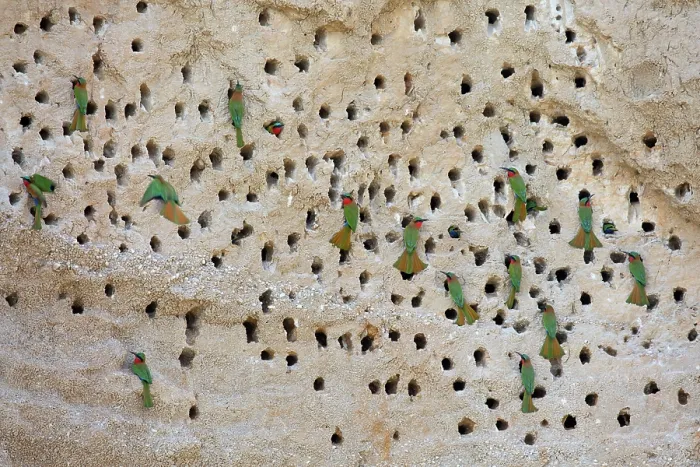 Framed Print : Red-throated bee-eater (Merops bulocki) flock perched at nest holes in rock face, Murchison Falls National Park, Uganda Framed Print : Red-throated bee-eater (Merops bulocki) flock perched at nest holes in rock face, Murchison Falls National Park, Uganda