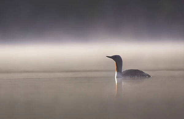 Red throated diver (Gavia stellata) on lochan in dawn mist, Cairngorms National Park