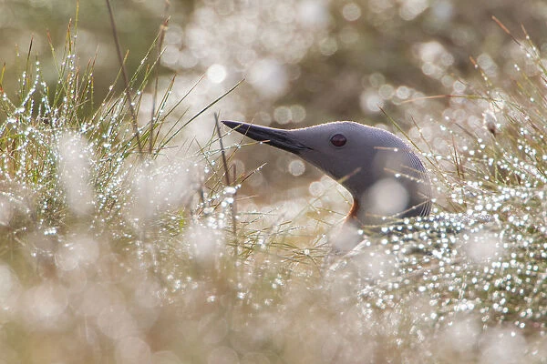 Red-throated diver (Gavia stellata) adult on nest amongst cotton grass, Flow Country