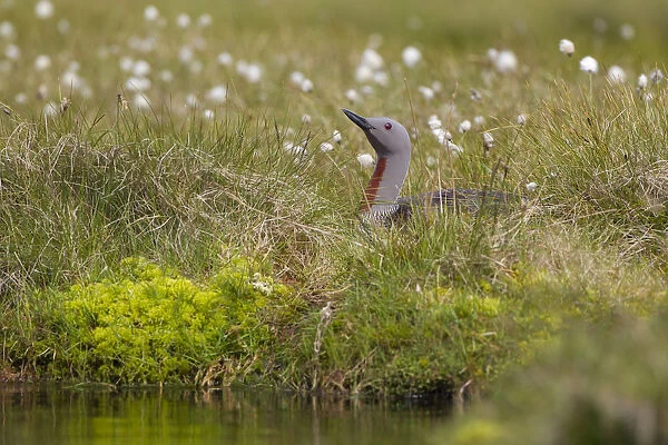Red-throated diver (Gavia stellata) adult on nest amongst cotton grass beside water