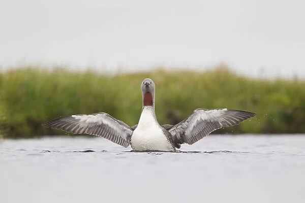 Red-throated diver (Gavia stellata) adult stretching wings on breeding loch, Flow Country