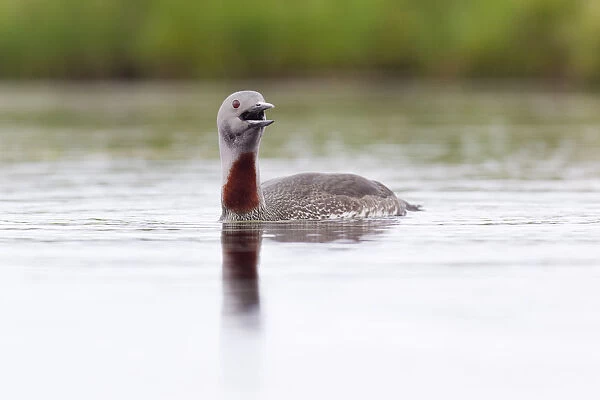 Red-throated diver (Gavia stellata) adult calling on breeding loch, Flow Country
