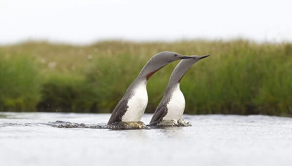 Red-throated diver (Gavia stellata) adult pair displaying on breeding loch, Flow Country