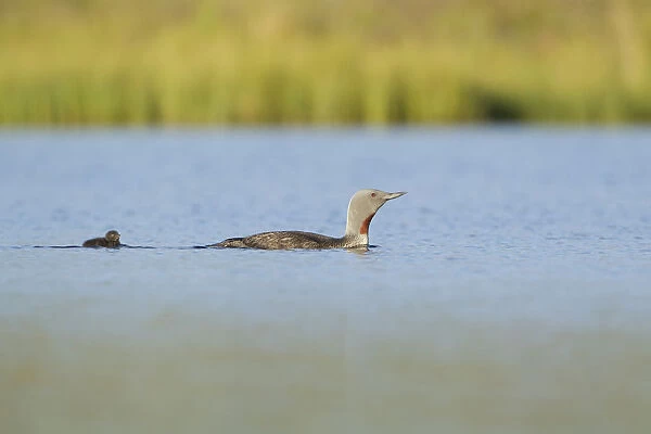 Red-throated diver (Gavia stellata) adult and young chick on breeding loch, Flow Country