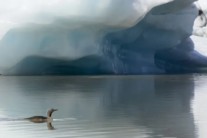 Framed Print : Red-throated diver (Gavia stellata), in summer plumage, swimming in Fjallsarlon Glacier Lagoon, Iceland