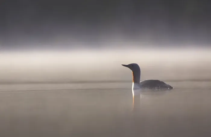 Framed Print : Red throated diver (Gavia stellata) on lochan in dawn mist, Cairngorms National Park Framed Print : Red throated diver (Gavia stellata) on lochan in dawn mist, Cairngorms National Park