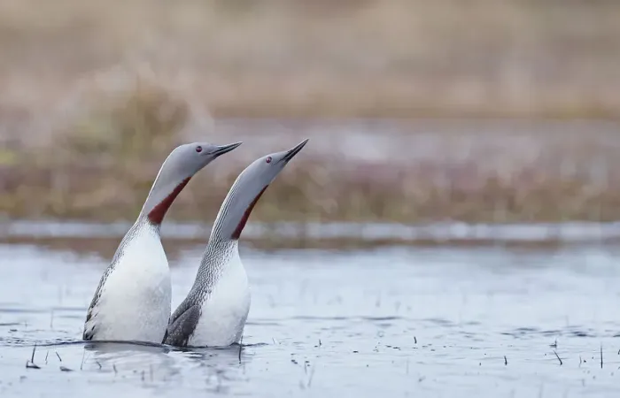 Framed Print : Red-throated diver (Gavia stellata) pair displaying on the water, Vaala, Finland. May