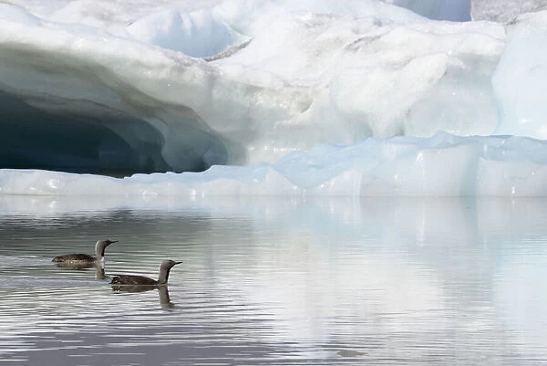 Two Red-throated divers (Gavia stellata) in summer plumage, swimming on lagoon with glacier in background, Fjallsarlon Glacier Lagoon, Iceland. July