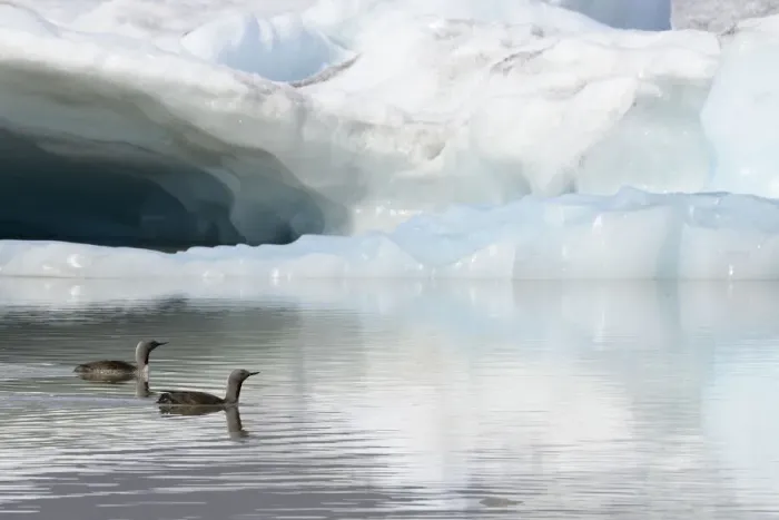 Framed Print : Two Red-throated divers (Gavia stellata) in summer plumage, swimming on lagoon with glacier in background, Fjallsarlon Glacier Lagoon, Iceland. July Framed Print : Two Red-throated divers (Gavia stellata) in summer plumage, swimming on lagoon with glacier in background, Fjallsarlon Glacier Lagoon, Iceland. July