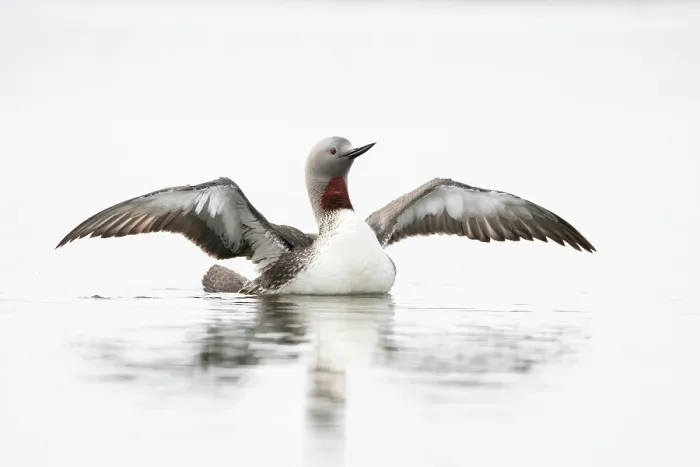 Framed Print : Red-throated loon (Gavia stellata) flapping its wings on water, Anchorage, Alaska, USA. May Framed Print : Red-throated loon (Gavia stellata) flapping its wings on water, Anchorage, Alaska, USA. May