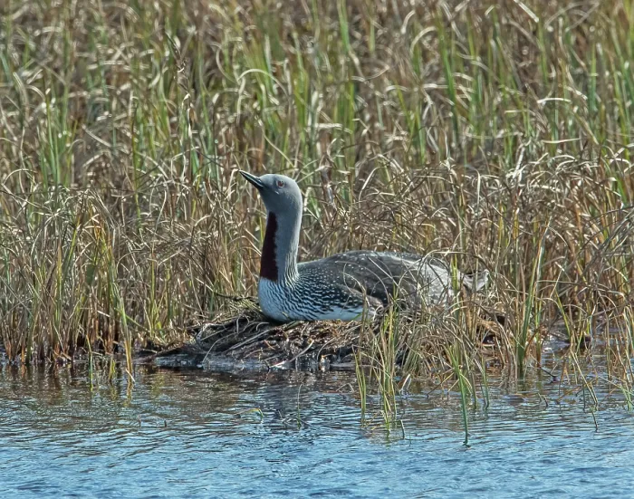Framed Print : Red-throated loon (Gavia stellata) male incubating eggs on the nest among reedbeds, GedJnes, Kongsfjordfjellet, Finnmark, Norway. June