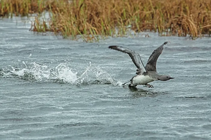 Framed Print : Red-throated loon (Gavia stellata) running on water taking off with reedbeds behind, GedJnes, Kongsfjordfjellet, Finnmark, Norway. June Framed Print : Red-throated loon (Gavia stellata) running on water taking off with reedbeds behind, GedJnes, Kongsfjordfjellet, Finnmark, Norway. June