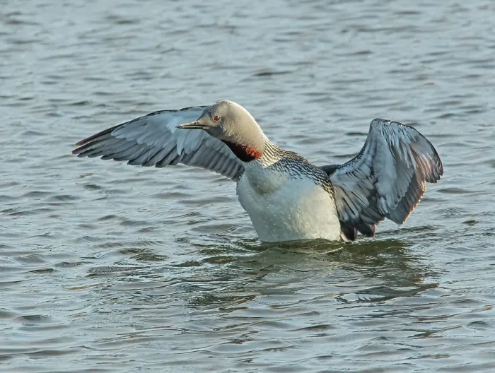 Framed Print : Red-throated loon (Gavia stellata) spreading wings on water, GedJnes, Kongsfjordfjellet, Finnmark, Norway. June Framed Print : Red-throated loon (Gavia stellata) spreading wings on water, GedJnes, Kongsfjordfjellet, Finnmark, Norway. June