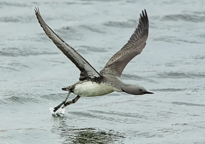 Framed Print : Red-throated loon (Gavia stellata) taking off from the breeding lochan, Gedjnes, Kongsfjordfjellet, Finnmark, Norway. June