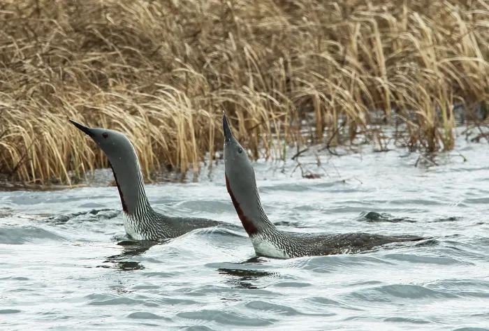 Framed Print : Red-throated loons (Gavia stellata) pair engaged in parallel swimmming courtship display, GedJnes, Kongsfjordfjellet, Finnmark, Norway. June Framed Print : Red-throated loons (Gavia stellata) pair engaged in parallel swimmming courtship display, GedJnes, Kongsfjordfjellet, Finnmark, Norway. June