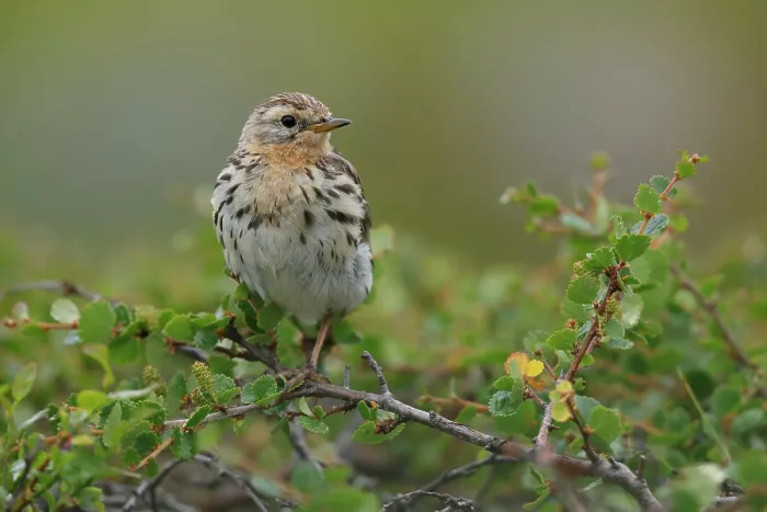 Framed Print : Red-throated pipit (Anthus cervinus) perched among vegetation, Varanger, Norway. July