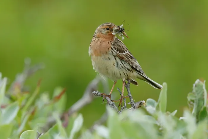 Framed Print : Red-throated pipit (Anthus cervinus) perched among vegetation with insect prey in beak for chicks, Varanger, Norway. July Framed Print : Red-throated pipit (Anthus cervinus) perched among vegetation with insect prey in beak for chicks, Varanger, Norway. July