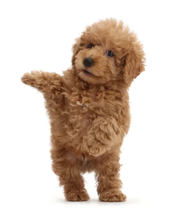 Framed Print : Red Toy labradoodle puppy jumping up Framed Print : Red Toy labradoodle puppy jumping up