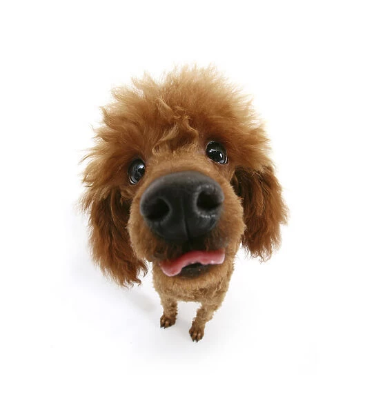 Red toy poodle looking up at camera an sticking out tongue