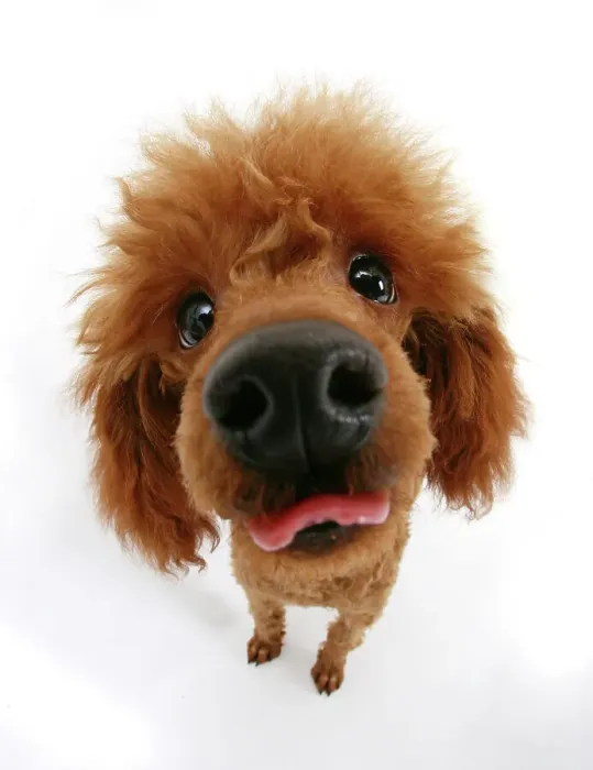 Framed Print : Red toy poodle looking up at camera an sticking out tongue Framed Print : Red toy poodle looking up at camera an sticking out tongue