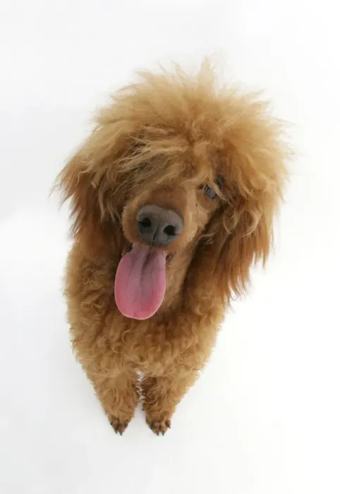 Framed Print : Red toy Poodle, Reggie, looking up Framed Print : Red toy Poodle, Reggie, looking up