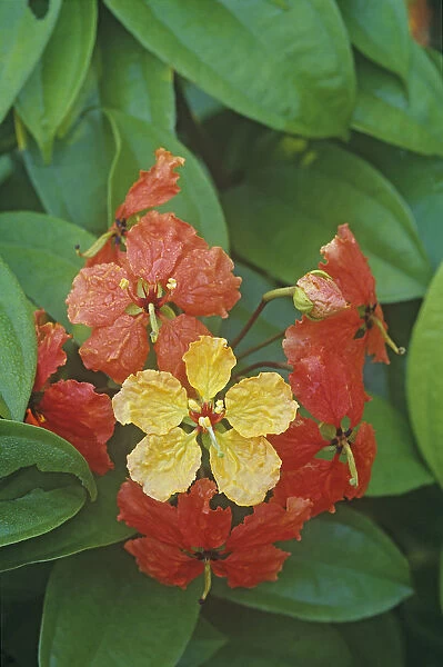 Red trailing bauhinia (Bauhinia kockiana), flowers change from yellow to red with age