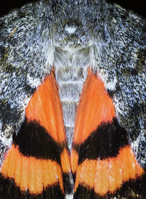Framed Print : Red underwing (Catocala nupta) moth, portrait, Poland. August