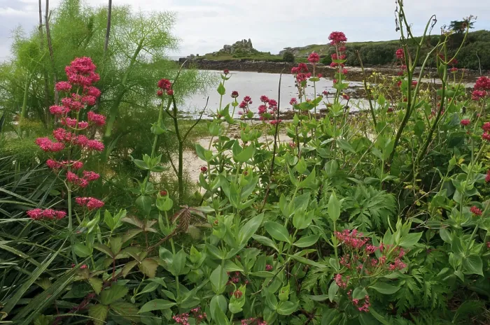 Framed Print : Red valerian (Centranthus ruber) in flower, naturalised, St Mary's, Isles of Scilly, UK. May Framed Print : Red valerian (Centranthus ruber) in flower, naturalised, St Mary's, Isles of Scilly, UK. May