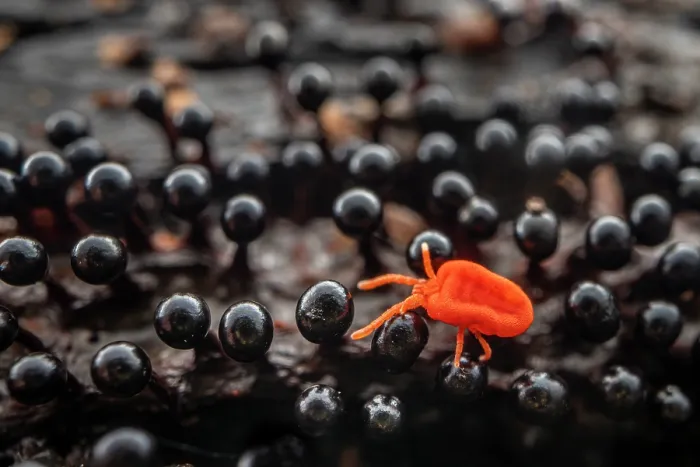Framed Print : Red Velvet Mite (Trombidium sp.) walking amongst fruiting bodies of a slime mould (Metatrichia floriformis). Nottinghamshire, UK. April Framed Print : Red Velvet Mite (Trombidium sp.) walking amongst fruiting bodies of a slime mould (Metatrichia floriformis). Nottinghamshire, UK. April