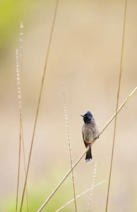 Framed Print : Red-vented bulbul (Pycnonotus cafer) Bandhavgarh National Park, India, March Framed Print : Red-vented bulbul (Pycnonotus cafer) Bandhavgarh National Park, India, March